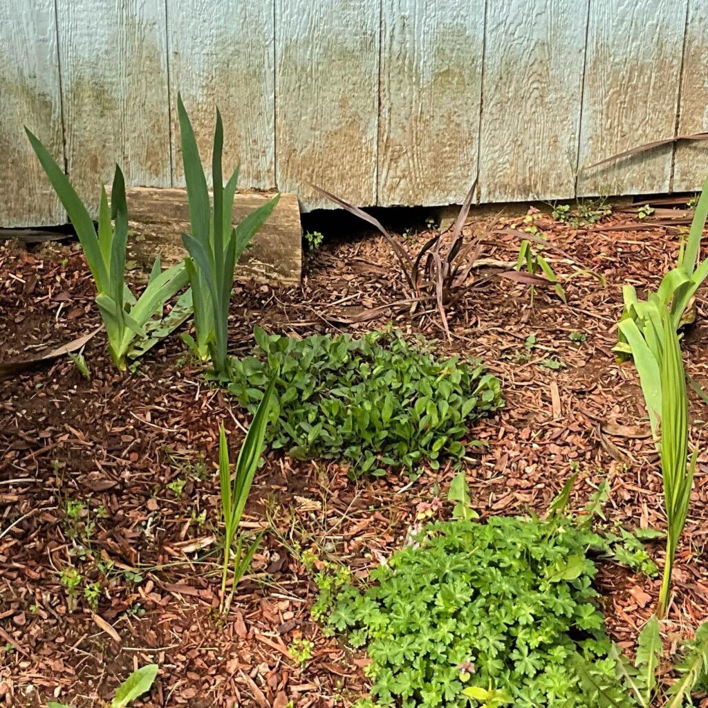 A hole dug under a fence by either a raccoon or opossum