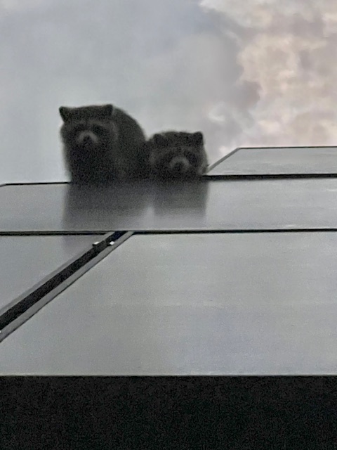 raccoon on roof in panama city beach