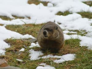 groundhog in snow