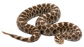 A rattlesnake