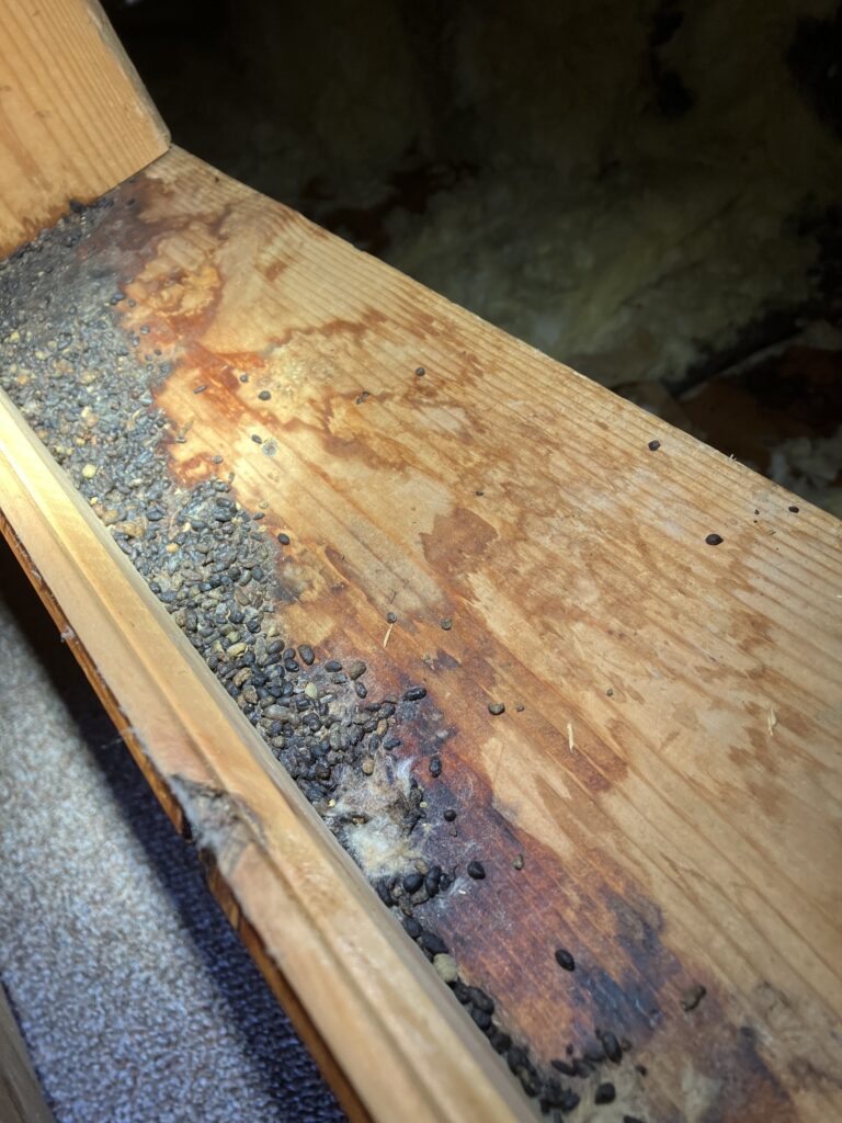 rat droppings in attic