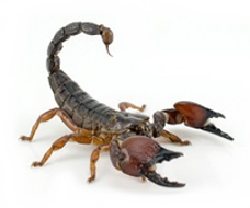 A scorpion