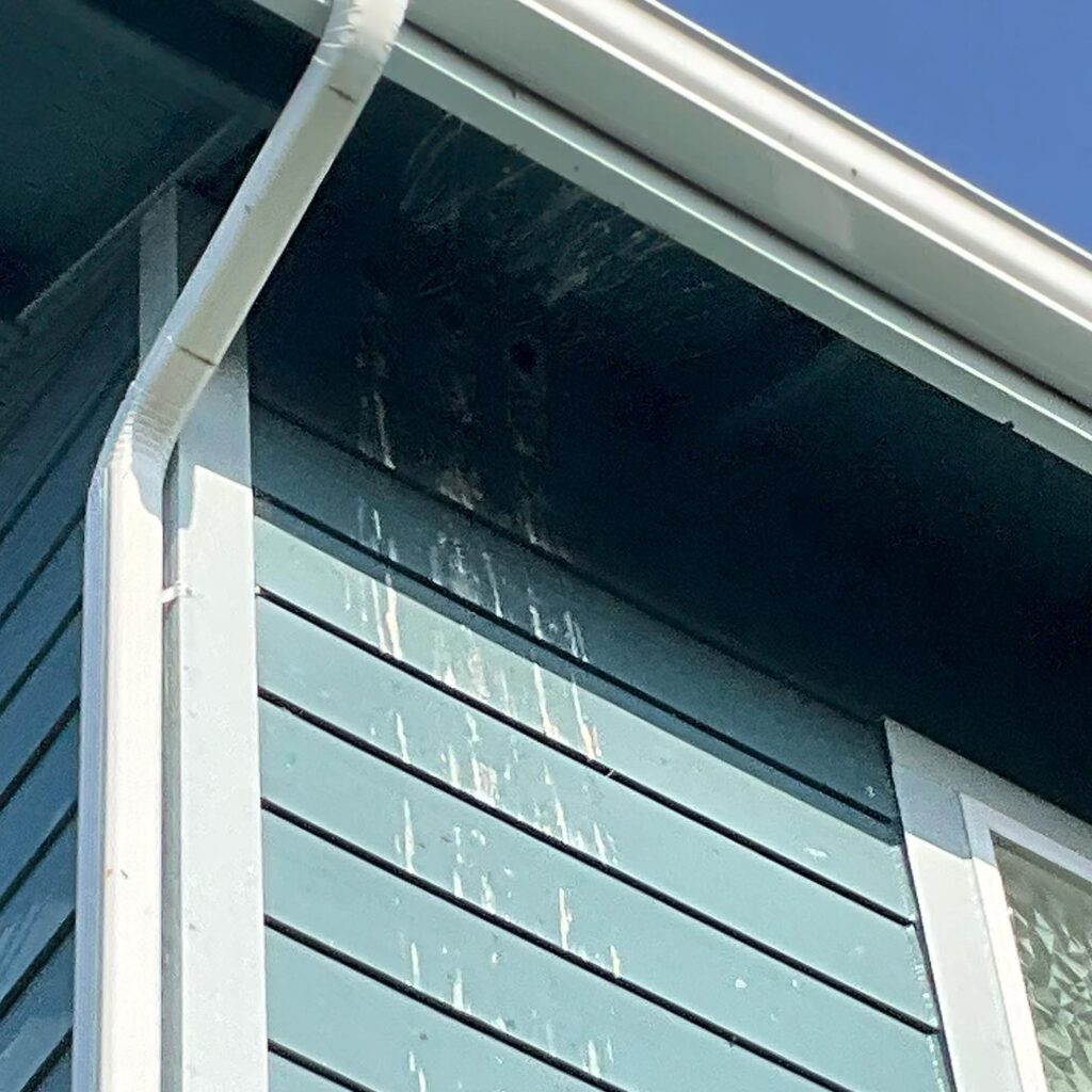 starling droppings and hole signs of starlings in attic