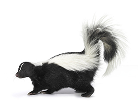 A skunk