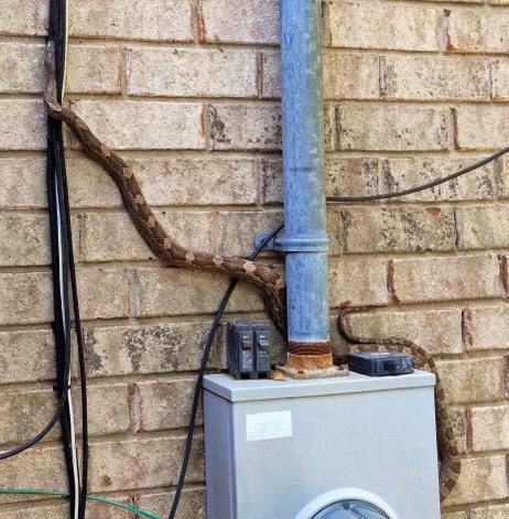 snake climbing brick wall