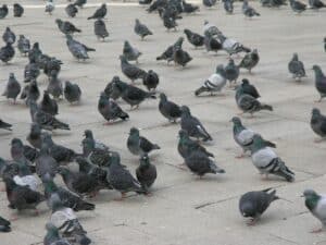 bird problem in parking lots